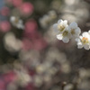 おとなり