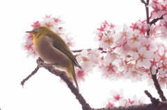 河津桜　その２