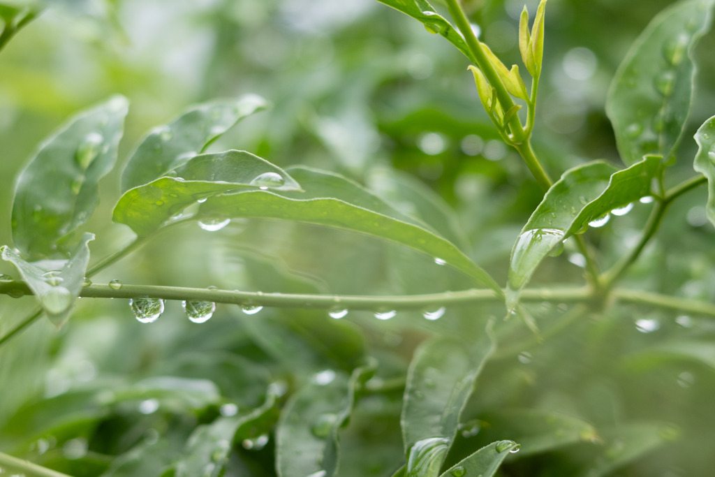 雨上がり