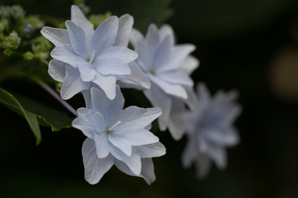 墨田の花火