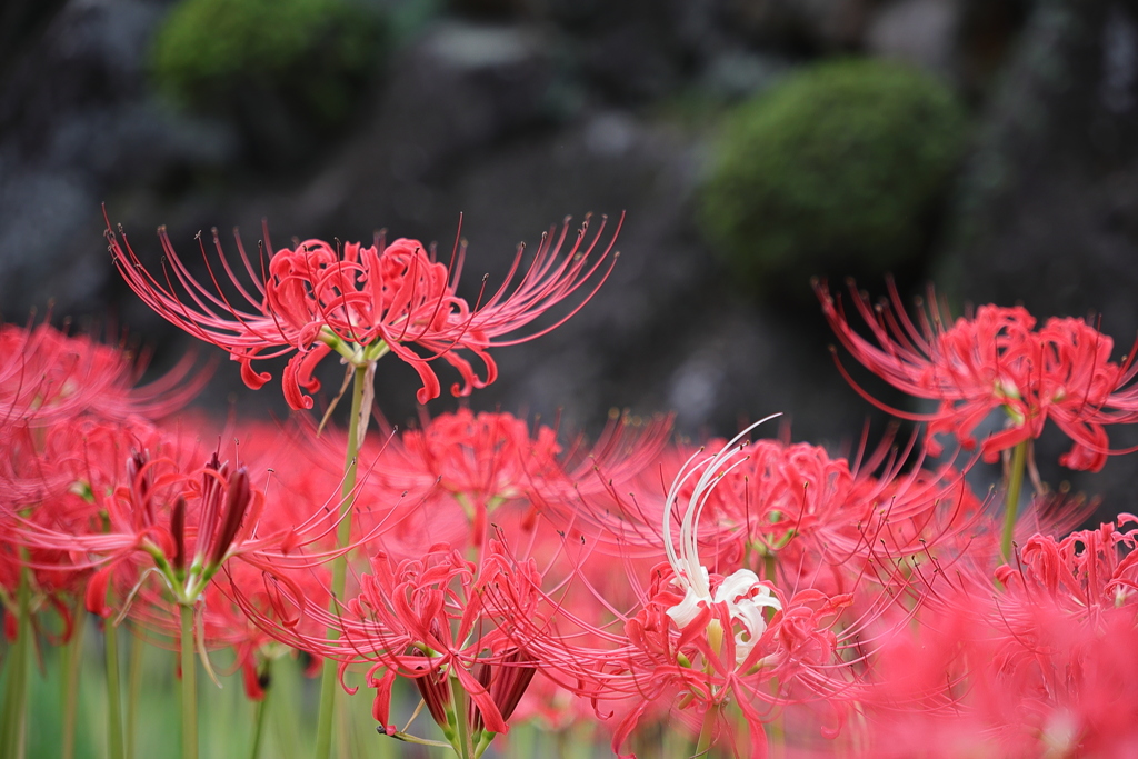 曼殊沙華