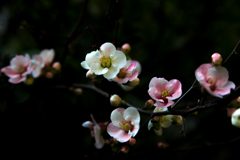 梅の花　その２