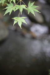 青もみじ、プロペラ