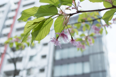 都会の桜