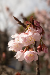 河津桜