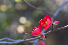 木爪　その１