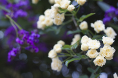 モッコウバラ　その２