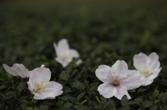 sakura その２