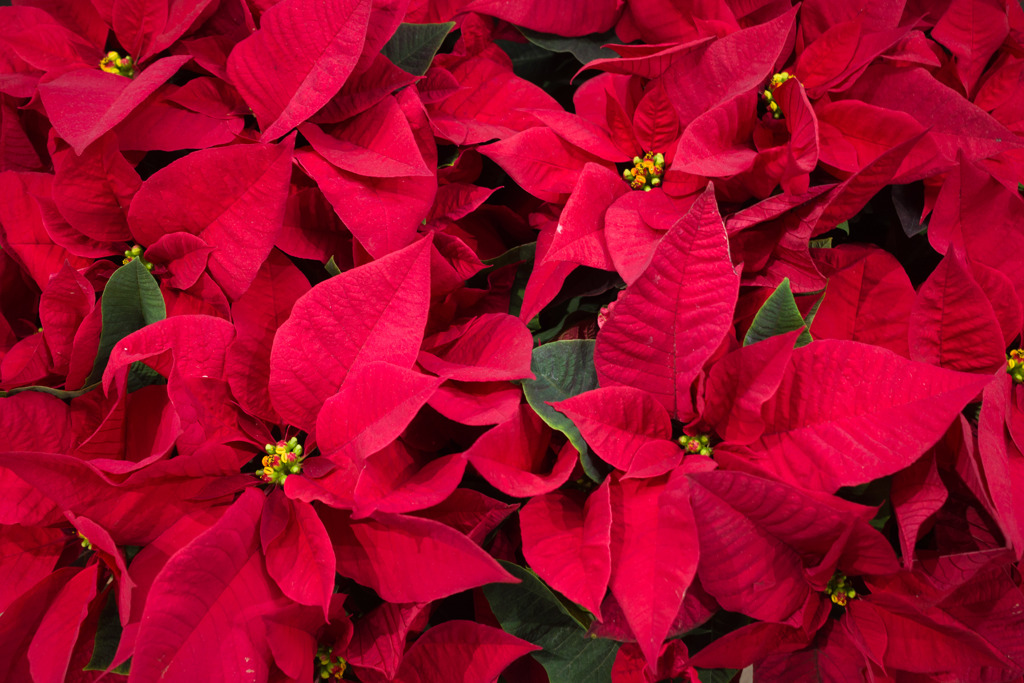 Season’ｓ greetings