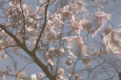 陽光桜