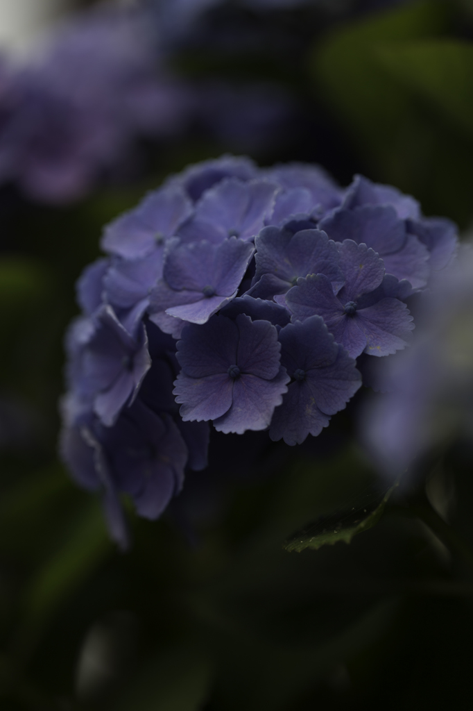 紫陽花　その２