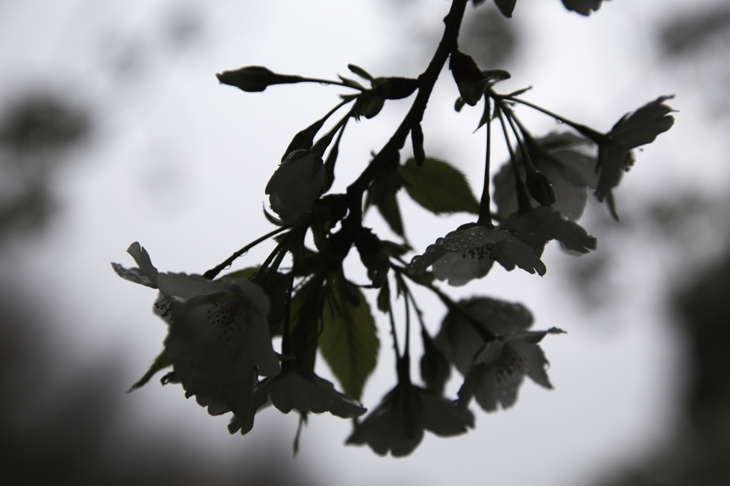 山桜