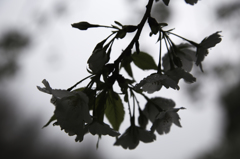 山桜