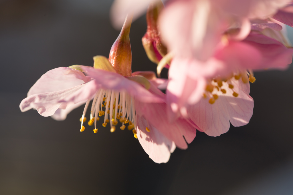 河津桜　その２