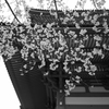 ソメイヨシノ