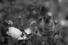 薔薇