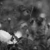 薔薇