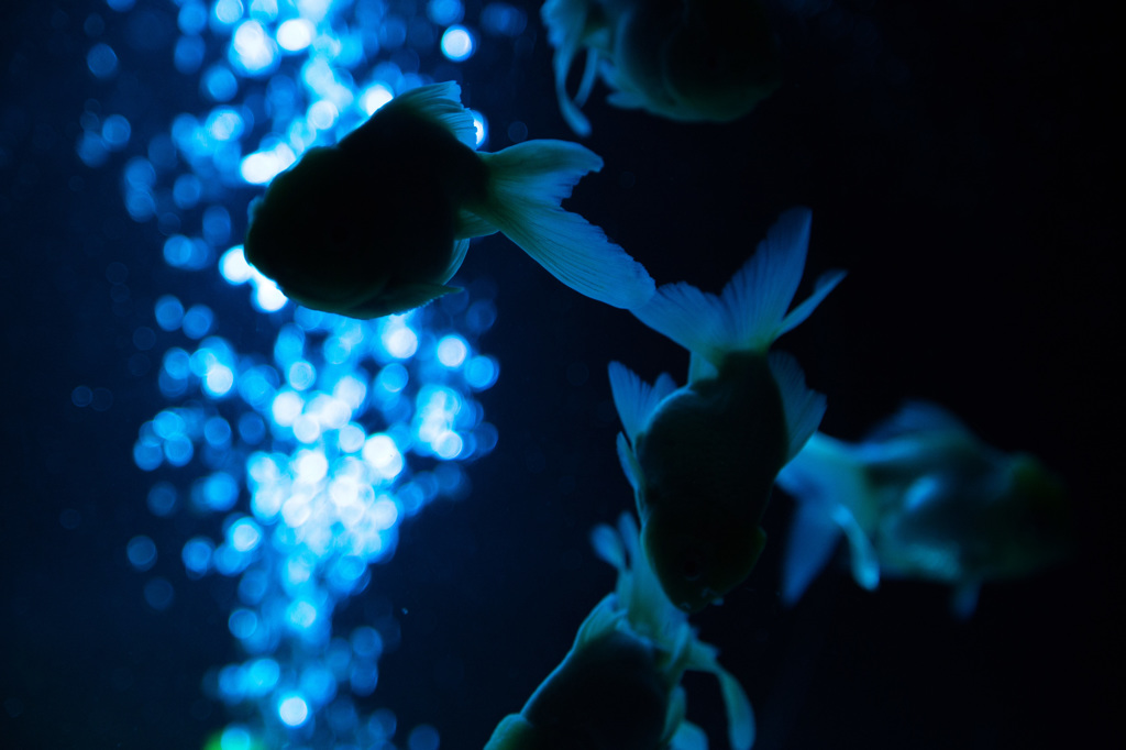 アートアクアリウム　その１