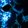 アートアクアリウム　その１
