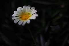 道端の白い花