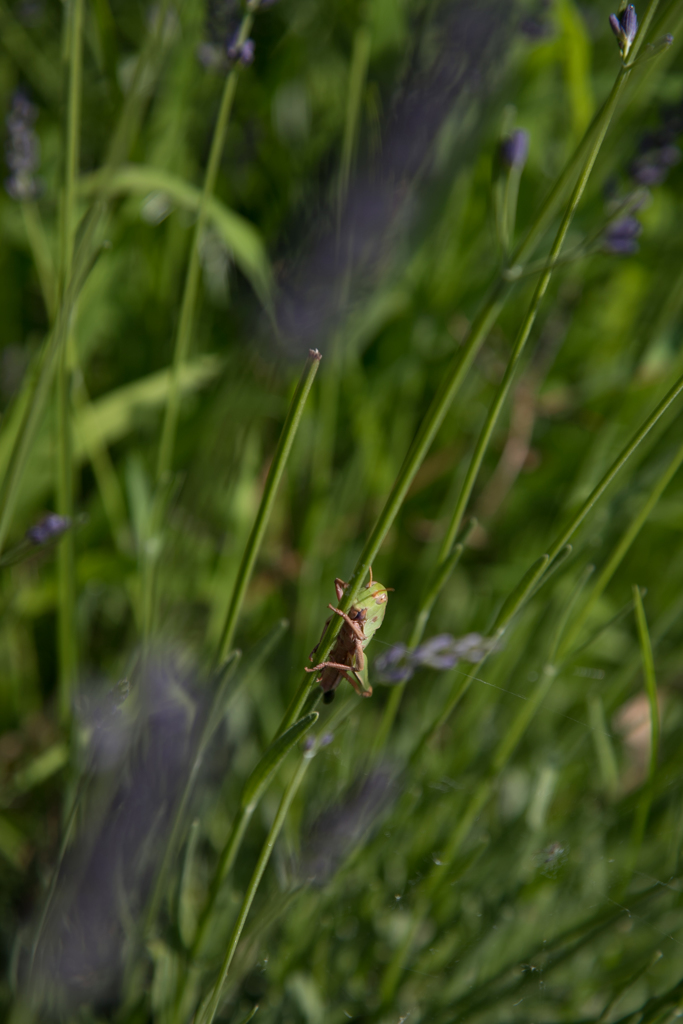 ラベンダー畑のバッタ君