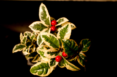 班入りやぶこうじ