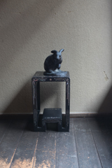 黒ウサギ
