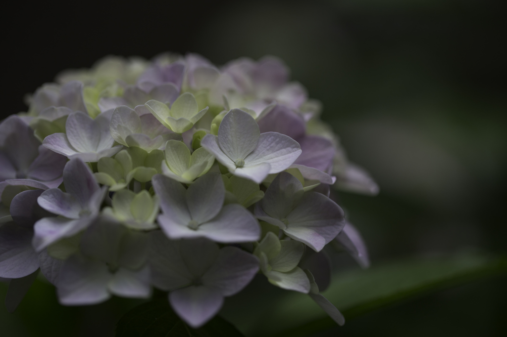 紫陽花　その４