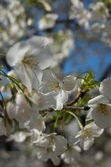 山桜