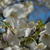 山桜
