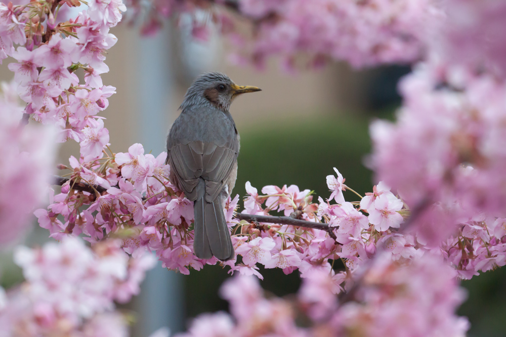 河津桜　その１