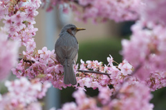 河津桜　その１