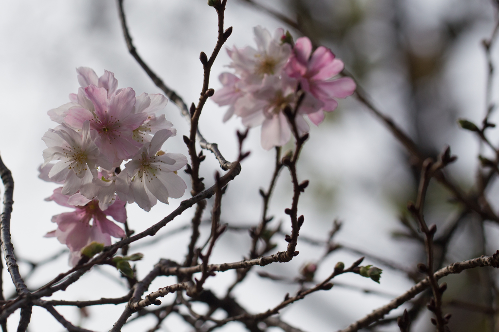 十月桜