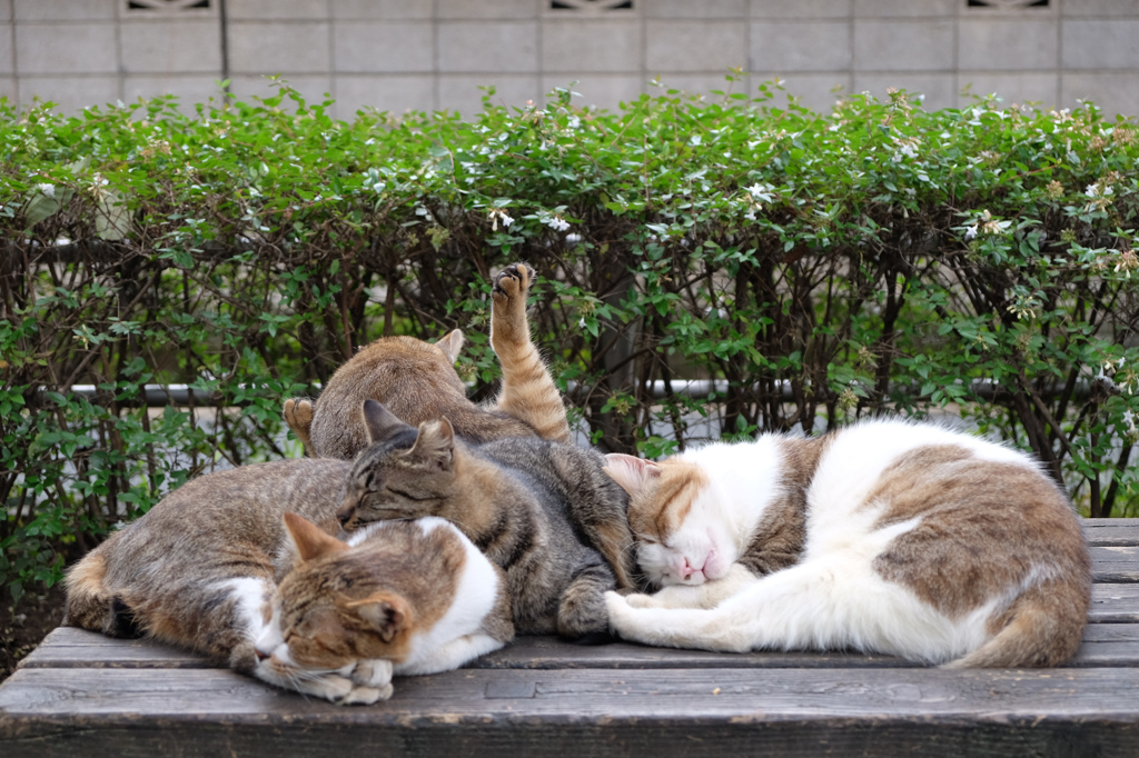 くっついてました　その２