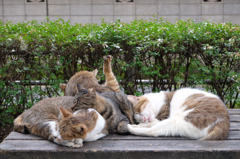 くっついてました　その２