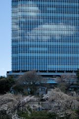 都会の桜