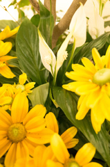 スパティフィラムとルドベキア