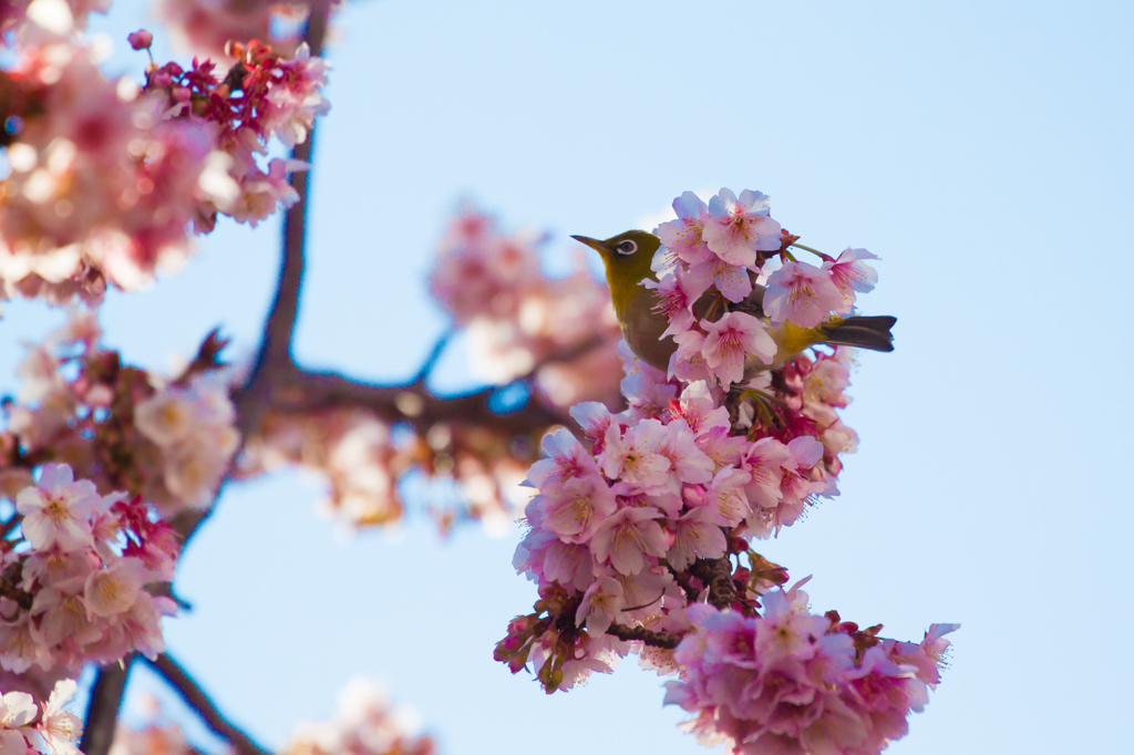 めじろさん　その２