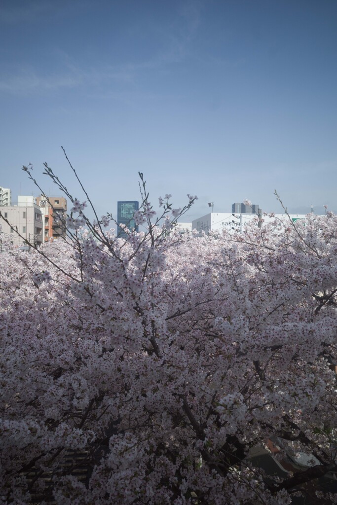 sakura