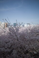 sakura