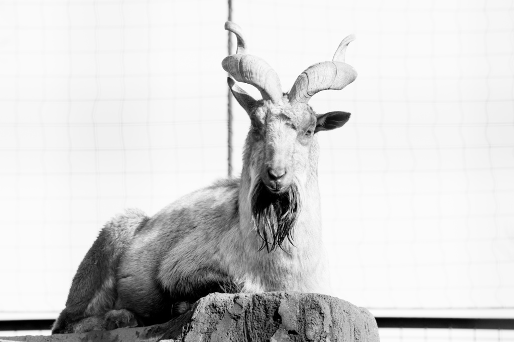 視線あいました　その６