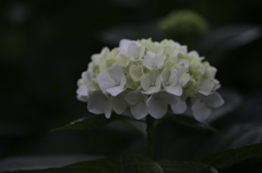 紫陽花