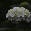 紫陽花