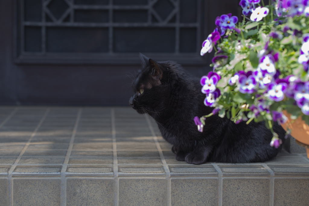 守り猫　その１