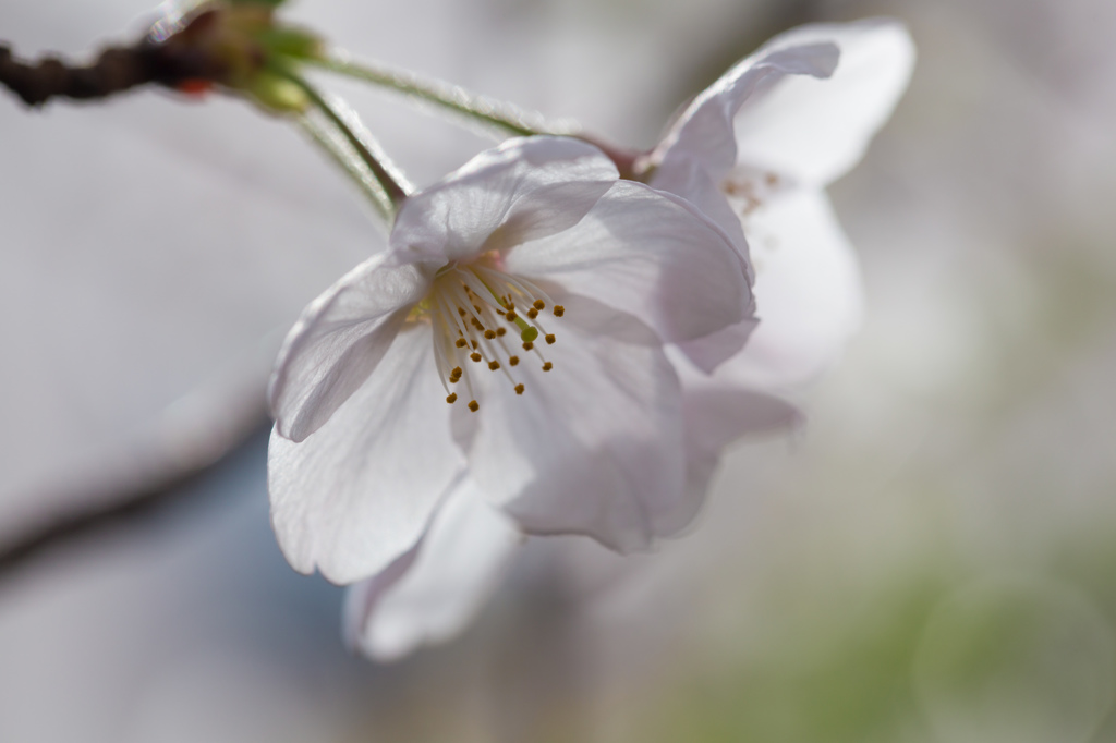 明日雨の予報なので焦って・・・その３