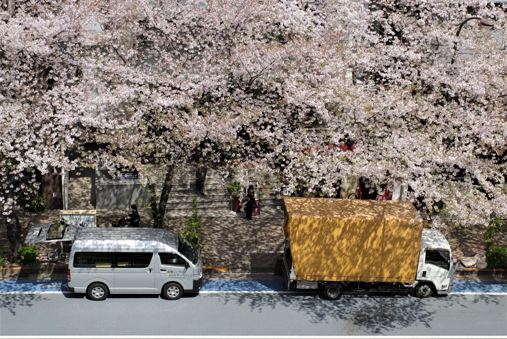 sakura
