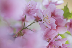 河津桜