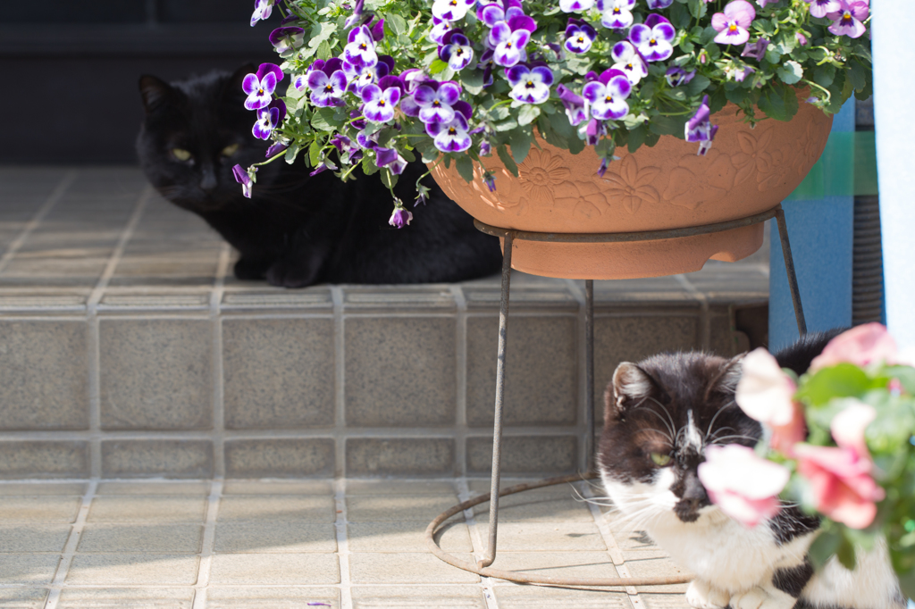 守り猫　その３