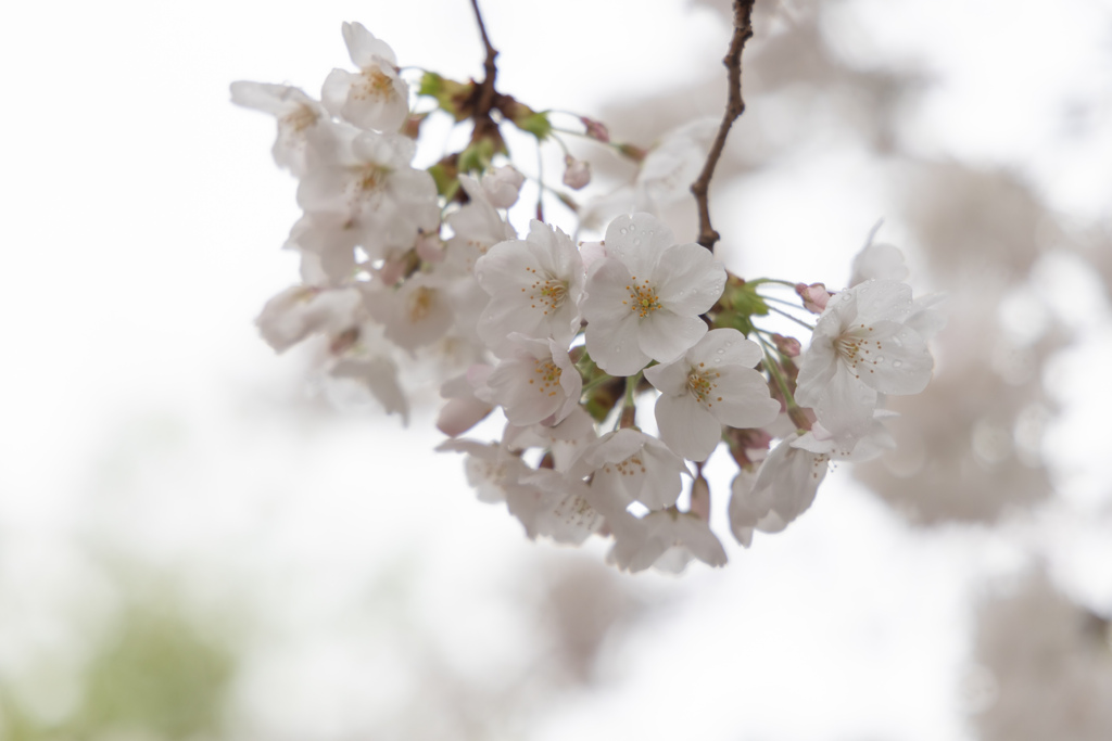 開花、そして雨