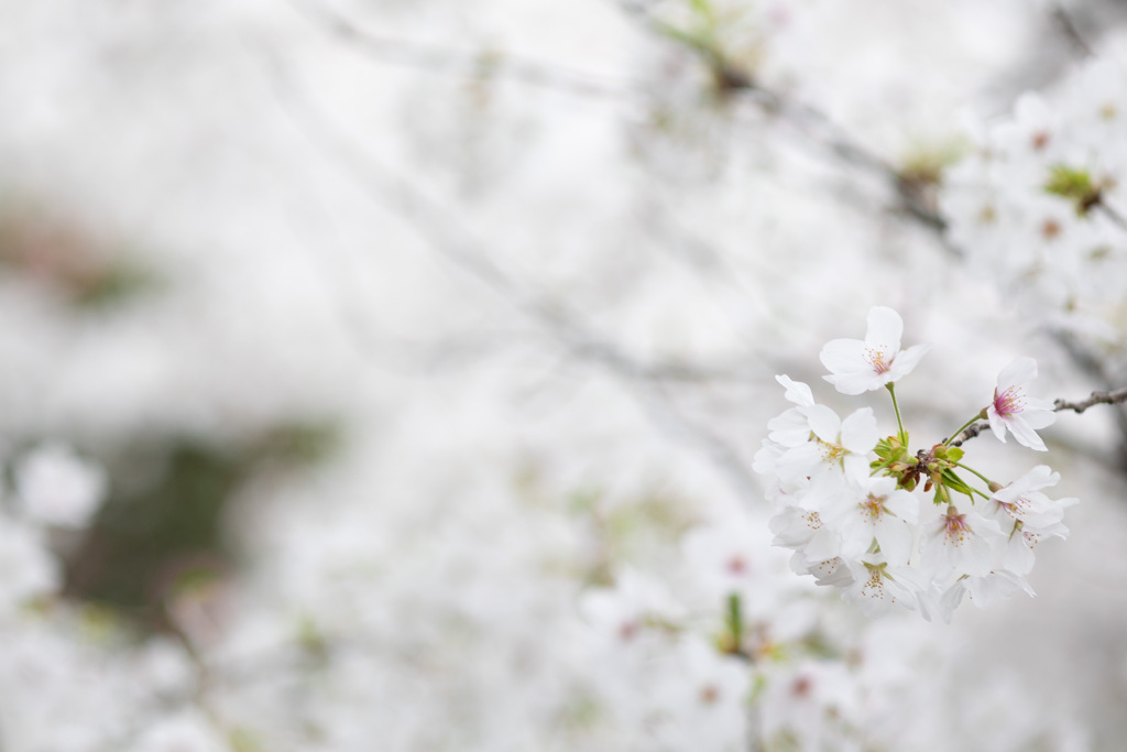 山桜